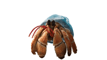 Ocean Life Animation Sticker by JoinZuzu