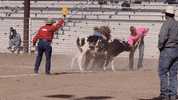 Horse Cow GIF by PBS Digital Studios