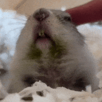 Squirrel GIF