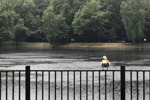 giphyupload moscow GIF