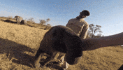 elephant GIF