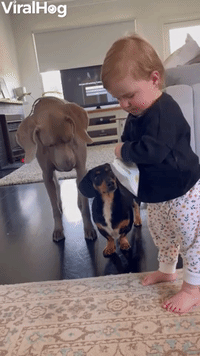 Baby Shares Snack with Weimaraner and Dachshund