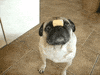 pug GIF