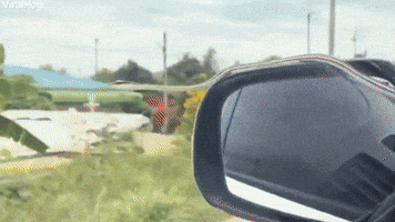 Snake Hitches a Ride on Car 