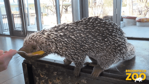 Hungry Food GIF by Brookfield Zoo