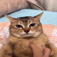 Mei Mei Cat GIF