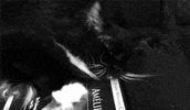 sometimes i film my cat and things actually happen like this poor dvd case GIF by Maudit
