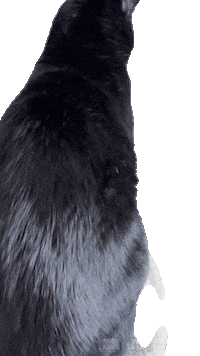 Tuxedo Cat Sticker