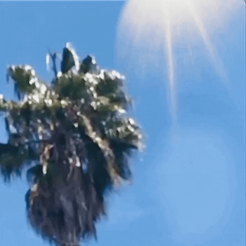 randyberlin giphyupload GIF