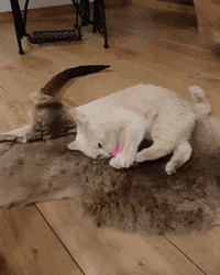 catnipy catnipy GIF