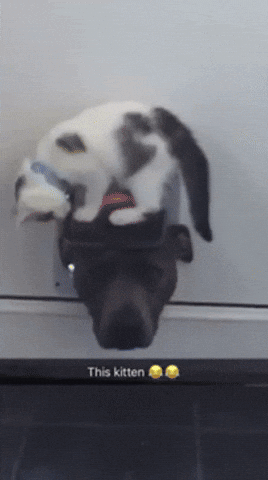 giphy.gif