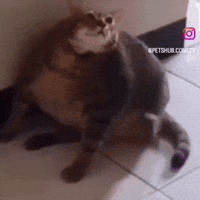 Fat Cat GIF by Respective