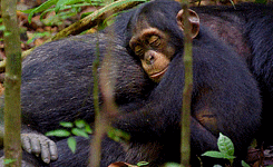 monkey GIF