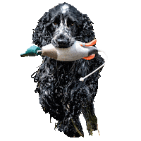 Dummy Spaniel Sticker by DER HUND - das Magazin