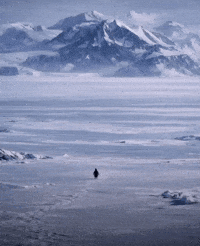 Penguin Freedom GIF