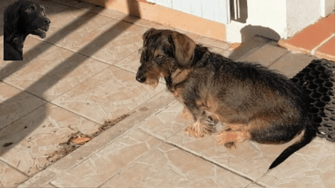 pierre giphygifmaker giphyattribution long chien GIF