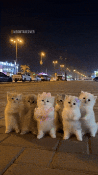 Cat Dancing GIF