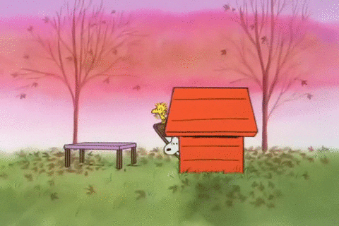 charlie brown thanksgiving GIF by Peanuts
