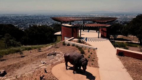 Bay Area California GIF by Oakland Zoo