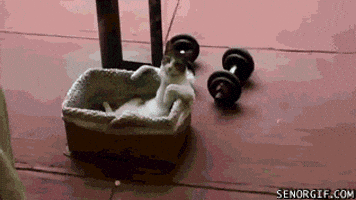 cat workout GIF