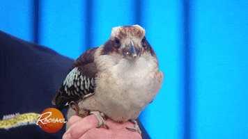 rachaelrayshow funny cute gif baby GIF