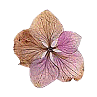 flower butterfly Sticker by Life By Vivara