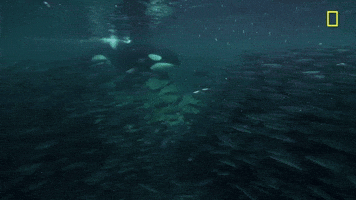 Nat Geo Ocean GIF by National Geographic TV