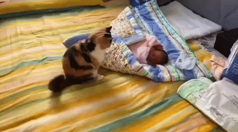 cuteanimalland giphyupload GIF