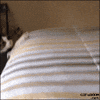 Cat Bed GIF