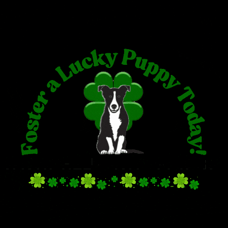 Dog Puppy GIF by Morgan