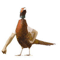 Pheasant Yes Sticker by Zlatý Bažant