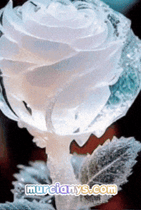 Flores Buenas Noches GIF by Murcianys LLC