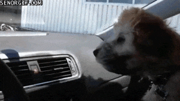 dog bark GIF by Cheezburger