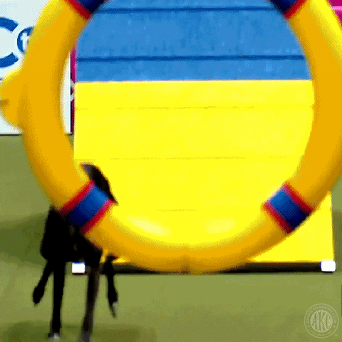 Excited On My Way GIF by American Kennel Club
