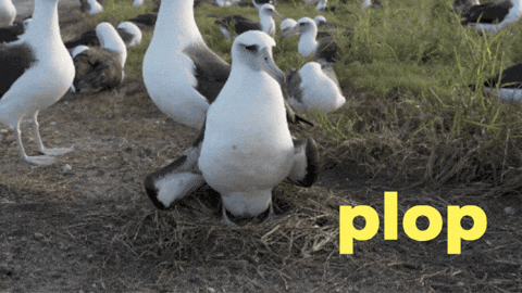 Egg Drop It GIF by U.S. Fish and Wildlife Service
