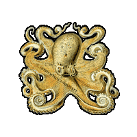 Sea Creature Ocean Sticker by The Wild Curiosity