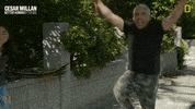Dogwhisperer GIF by National Geographic Channel