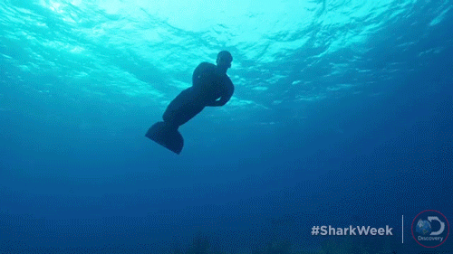 michael phelps swimming GIF by Shark Week