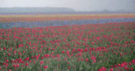 kitty tulips GIF