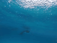 Group of Manta Rays Approaches Free Diver in Maldives
