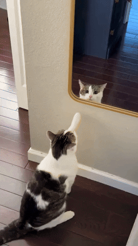 cuteanimalland giphyupload GIF