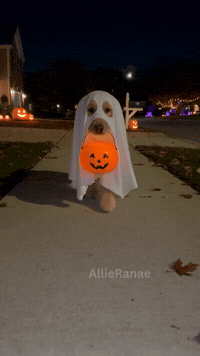 Trick Or Treat Dog GIF