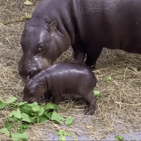 Pygmy Hippo Baby GIF by John Ball Zoo