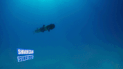water dive GIF by Shark Week