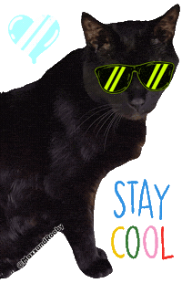 Black Cat Sticker
