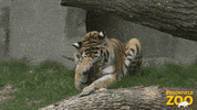 Big Cat GIF by Brookfield Zoo
