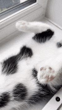 Kittens Black And White Cat GIF