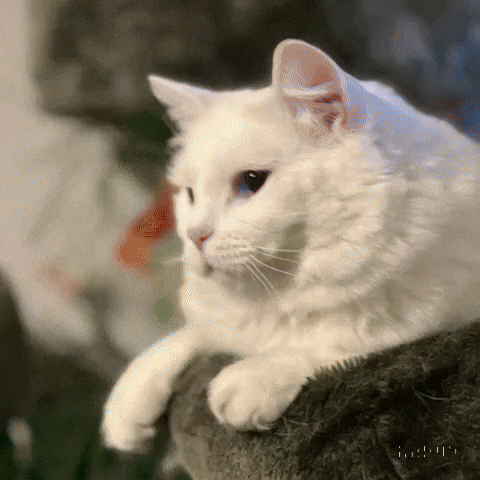 White Cat GIF by Maryanne Chisholm - MCArtist