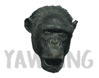 Sticker by Al Ain Zoo