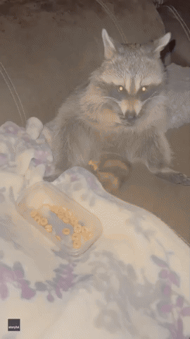 Rescue Raccoon Chows Down on Favorite Breakfast Cereal